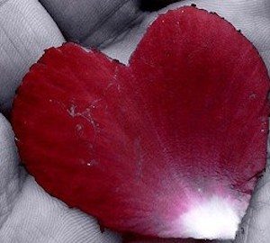 Heart shaped rose petal in palm of open hand